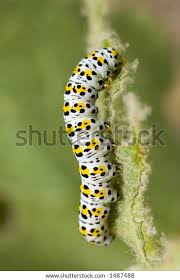 Attēlu rezultāti vaicājumam “Diloba caeruleocephala”