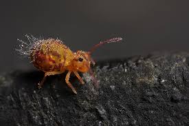 Attēlu rezultāti vaicājumam “Heteromurus nitidus”