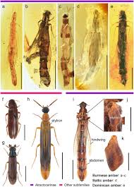 Attēlu rezultāti vaicājumam “Hylecoetus dermestoides male”