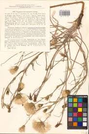 Attēlu rezultāti vaicājumam “Tragopogon heterospermus”