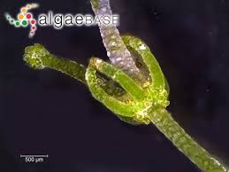 Attēlu rezultāti vaicājumam “Chara contraria”