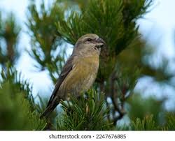 Attēlu rezultāti vaicājumam “Loxia pytyopsittacus”