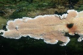 Attēlu rezultāti vaicājumam “Junghuhnia nitida”