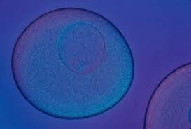 Attēlu rezultāti vaicājumam “Physarum obscurum sessile”