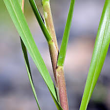 Attēlu rezultāti vaicājumam “Poa remota leaf”