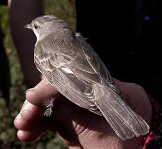 Attēlu rezultāti vaicājumam “Sylvia nisoria”