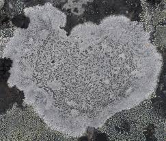 Attēlu rezultāti vaicājumam “Enteridium liceoides sessile”