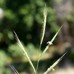 Attēlu rezultāti vaicājumam “Brachypodium sylvaticum flower”