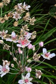 Attēlu rezultāti vaicājumam “Butomus umbellatus”