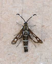 Attēlu rezultāti vaicājumam “Sesiidae”