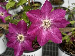 Attēlu rezultāti vaicājumam “Clematis flower”