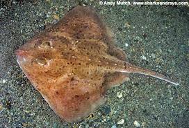 Image result for Amblyraja radiata