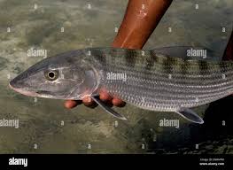 Image result for Albula vulpes