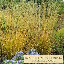 Attēlu rezultāti vaicājumam “Molinia caerulea flower”