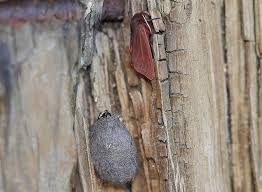 Attēlu rezultāti vaicājumam “Phragmatobia fuliginosa imago”