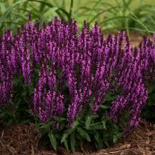 Attēlu rezultāti vaicājumam “Salvia nemorosa flower”
