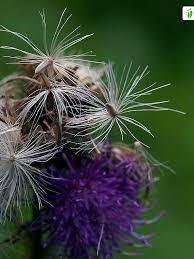 Attēlu rezultāti vaicājumam “Carduus crispus leaf”