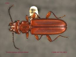 Attēlu rezultāti vaicājumam “Cucujidae”