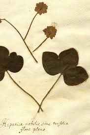 Attēlu rezultāti vaicājumam “Hepatica nobilis leaf”