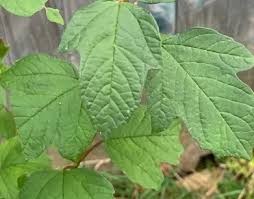 Attēlu rezultāti vaicājumam “Viburnum opulus leaf”