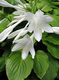 Attēlu rezultāti vaicājumam “Hosta sp. flower”
