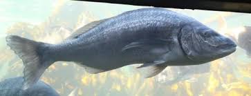 Image result for Lithognathus lithognathus