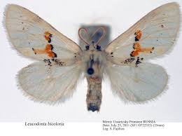 Attēlu rezultāti vaicājumam “Leucodonta bicoloria”