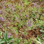 Attēlu rezultāti vaicājumam “Acinos arvensis”