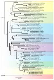 Attēlu rezultāti vaicājumam “Hypoxylon fragiforme / howeianum”