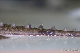 Image result for Amblyraja radiata