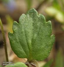 Attēlu rezultāti vaicājumam “Veronica persica leaf”