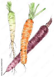 Attēlu rezultāti vaicājumam “Daucus sativus”