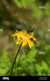 Attēlu rezultāti vaicājumam “Leontodon hispidus flower”