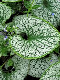 Attēlu rezultāti vaicājumam “Brunnera macrophylla”