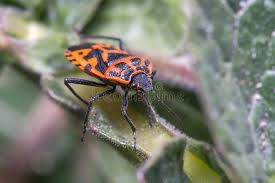 Attēlu rezultāti vaicājumam “Eurydema dominulus imago”