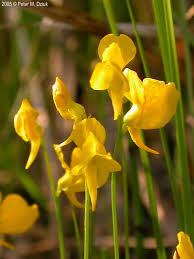 Attēlu rezultāti vaicājumam “Utricularia minor flower”