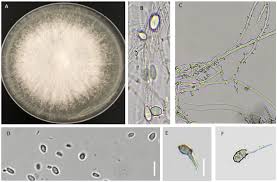 Attēlu rezultāti vaicājumam “Chondrostereum purpureum”