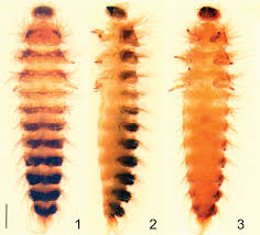 Attēlu rezultāti vaicājumam “Megatoma undata”