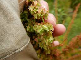Attēlu rezultāti vaicājumam “Rumex obtusifolius flower”