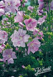 Image result for Malva moschata