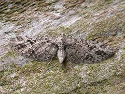 Attēlu rezultāti vaicājumam “Eupithecia exiguata”