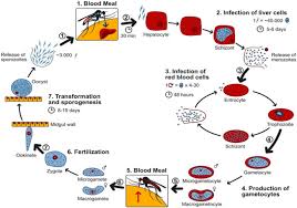 Attēlu rezultāti vaicājumam “Lycogala botrydium plasmodium”