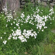 Attēlu rezultāti vaicājumam “Campanula persicifolia flower”