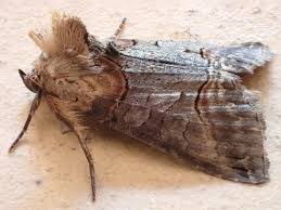 Attēlu rezultāti vaicājumam “Abrostola triplasia”