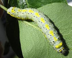 Attēlu rezultāti vaicājumam “Diloba caeruleocephala larva”