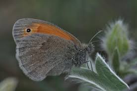 Attēlu rezultāti vaicājumam “Coenonympha pamphilus upperside”