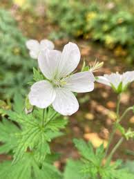 Attēlu rezultāti vaicājumam “Geranium sylvaticum flower”