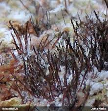 Attēlu rezultāti vaicājumam “Melanospora lagenaria”