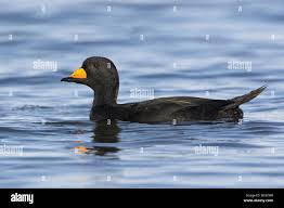 Attēlu rezultāti vaicājumam “Melanitta nigra”