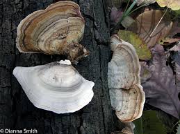 Attēlu rezultāti vaicājumam “Cystostereum murrayi”